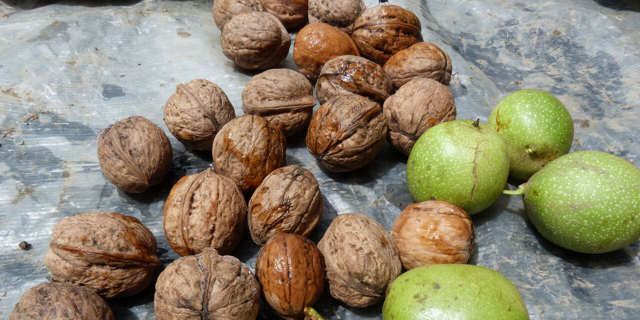Nepalese walnuts diversifying for Jumla farmers Helvetas